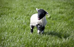 gorgeouse hindlethwaite lamb 4.jpg